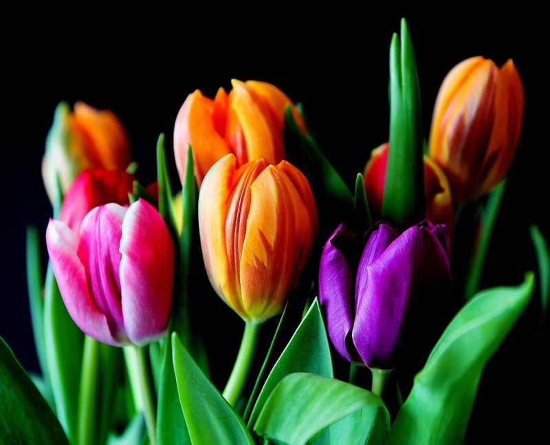 Colorful Arrangements