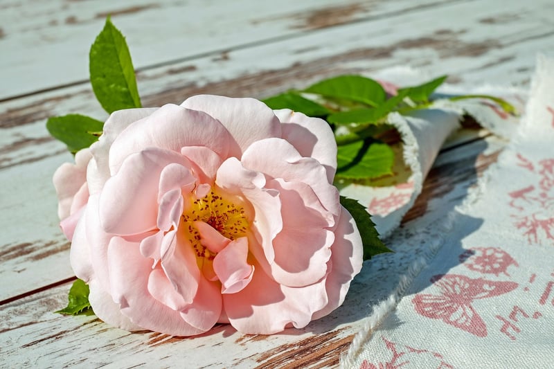 Roses